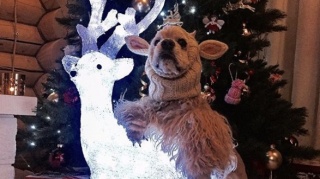 Поздравляем с Новым Годом! Поздравляем с Новым Годом!